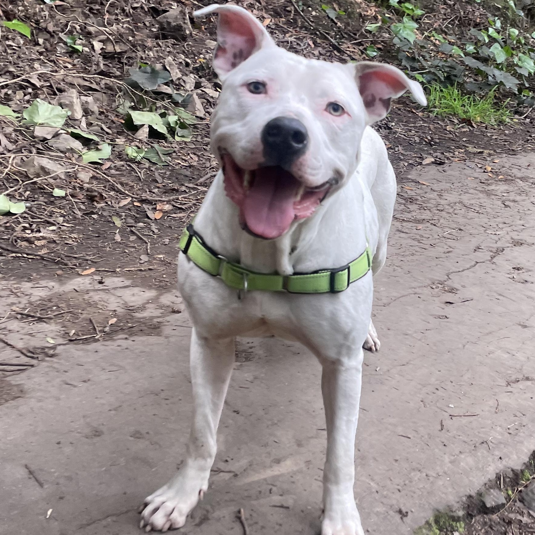 Ivory, a Adoptable mixed breed in oakland, CA image 2/6