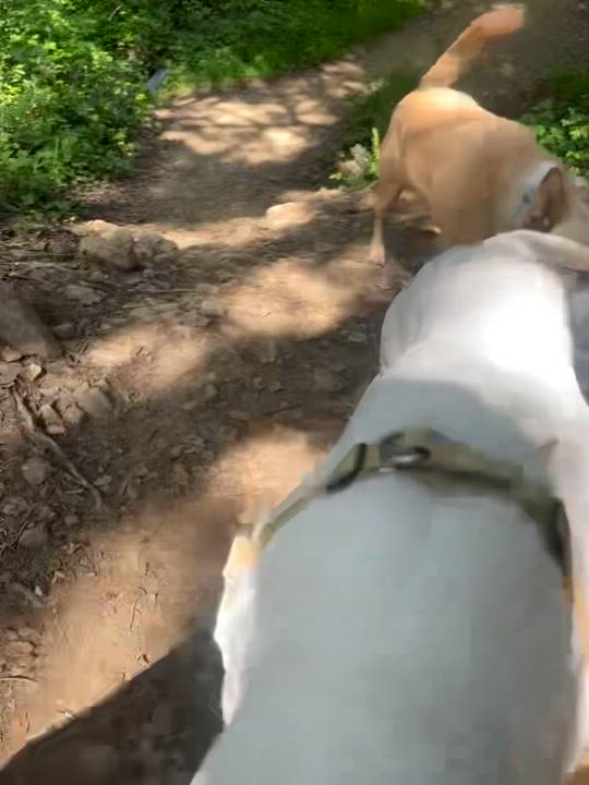 Enlarge Ivory, a Adoptable mixed breed in oakland, CA video 4/6