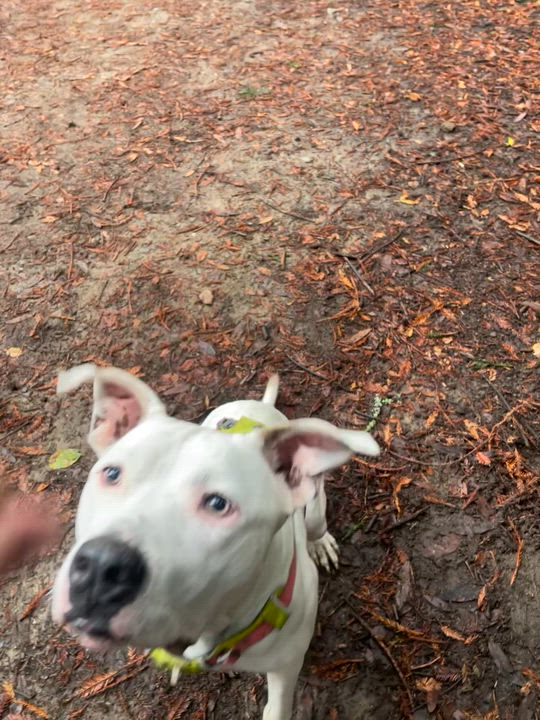 Enlarge Ivory, a Adoptable mixed breed in oakland, CA video 6/6