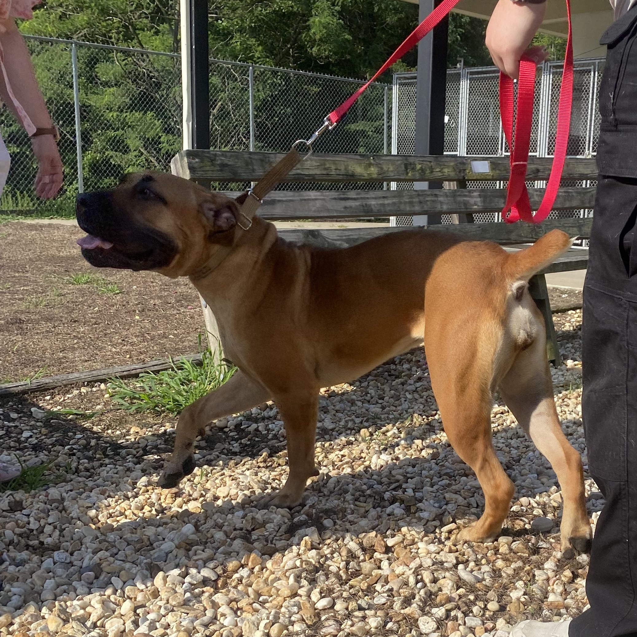 Rosey, a ADOPTABLE mixed breed in King George, VA image 5/6
