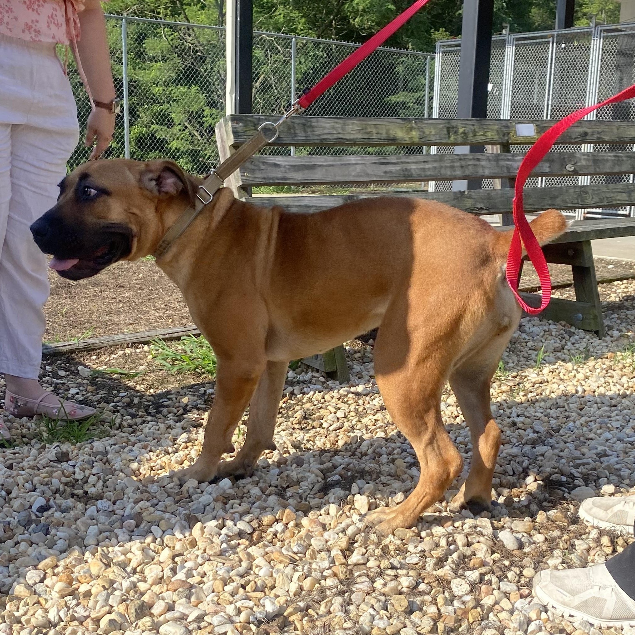 Rosey, a ADOPTABLE mixed breed in King George, VA image 6/6