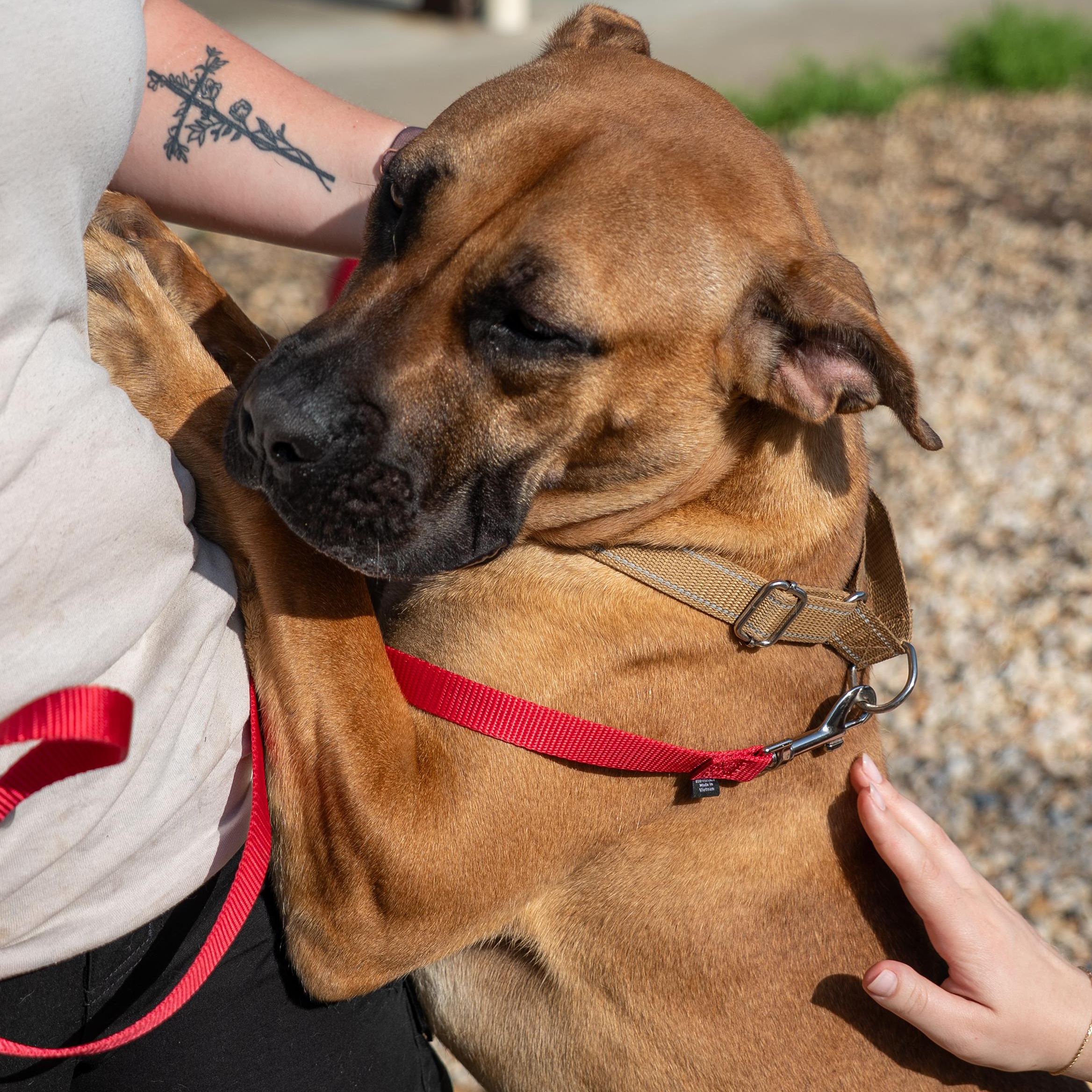 Rosey, a ADOPTABLE mixed breed in King George, VA image 3/6