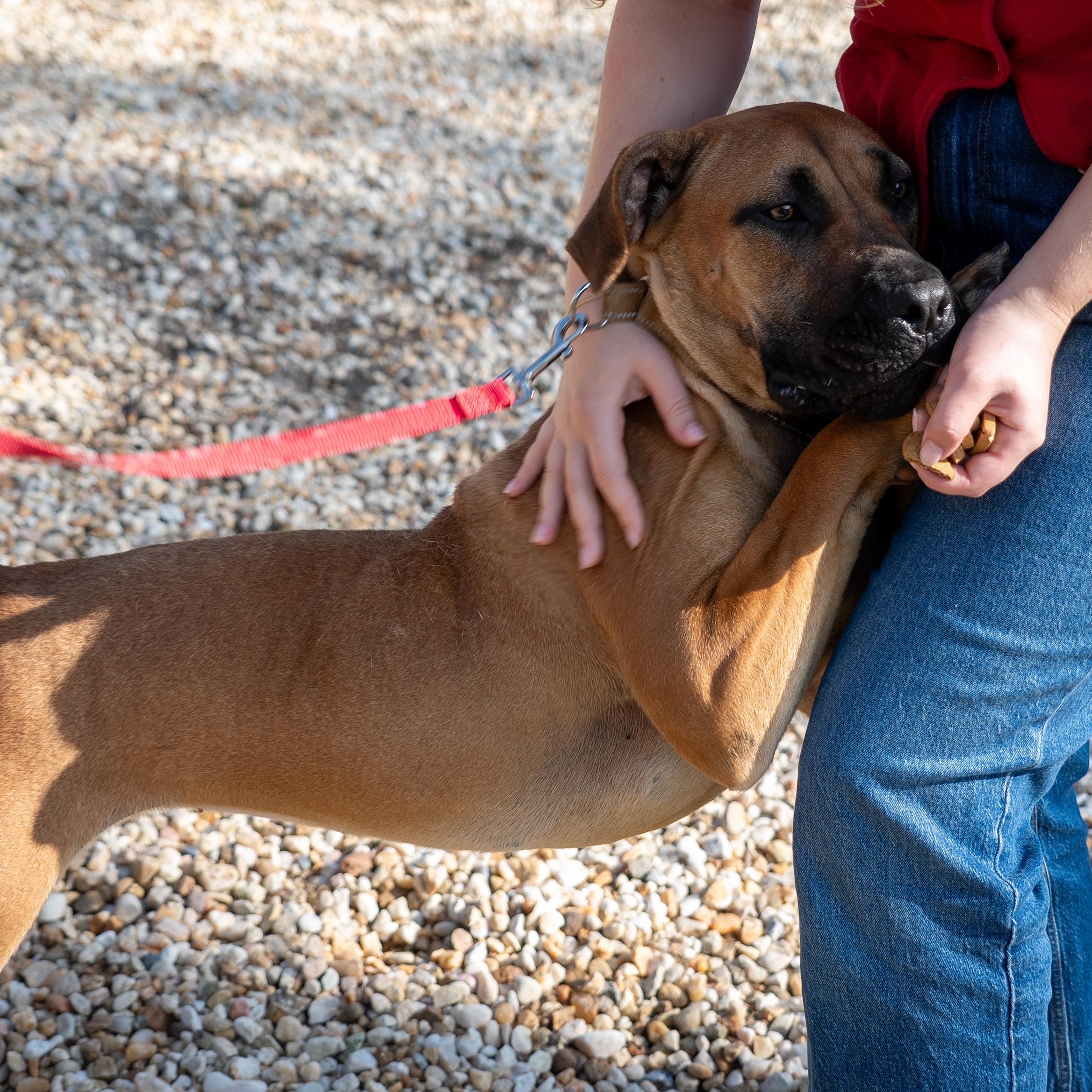 Rosey, a ADOPTABLE mixed breed in King George, VA image 2/6