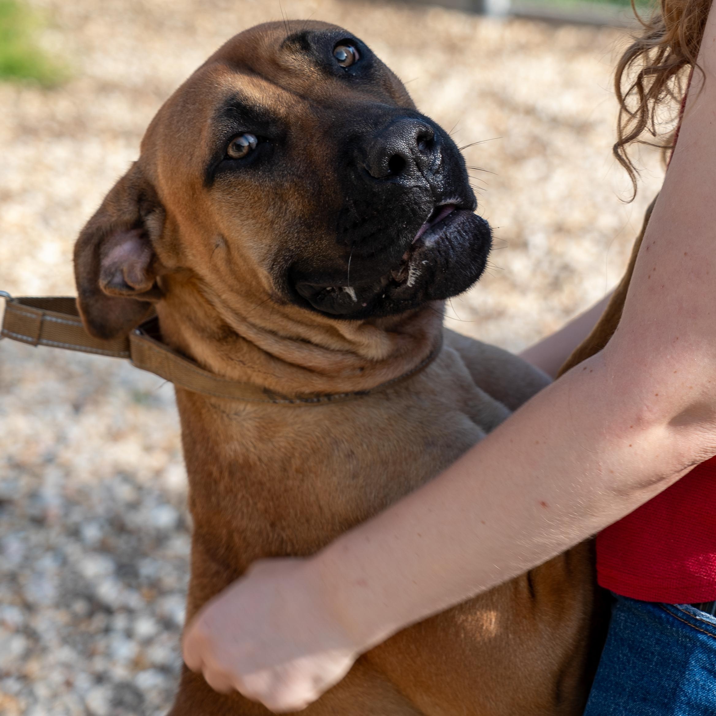 Rosey, ADOPTABLE, Young Female Cane Corso.