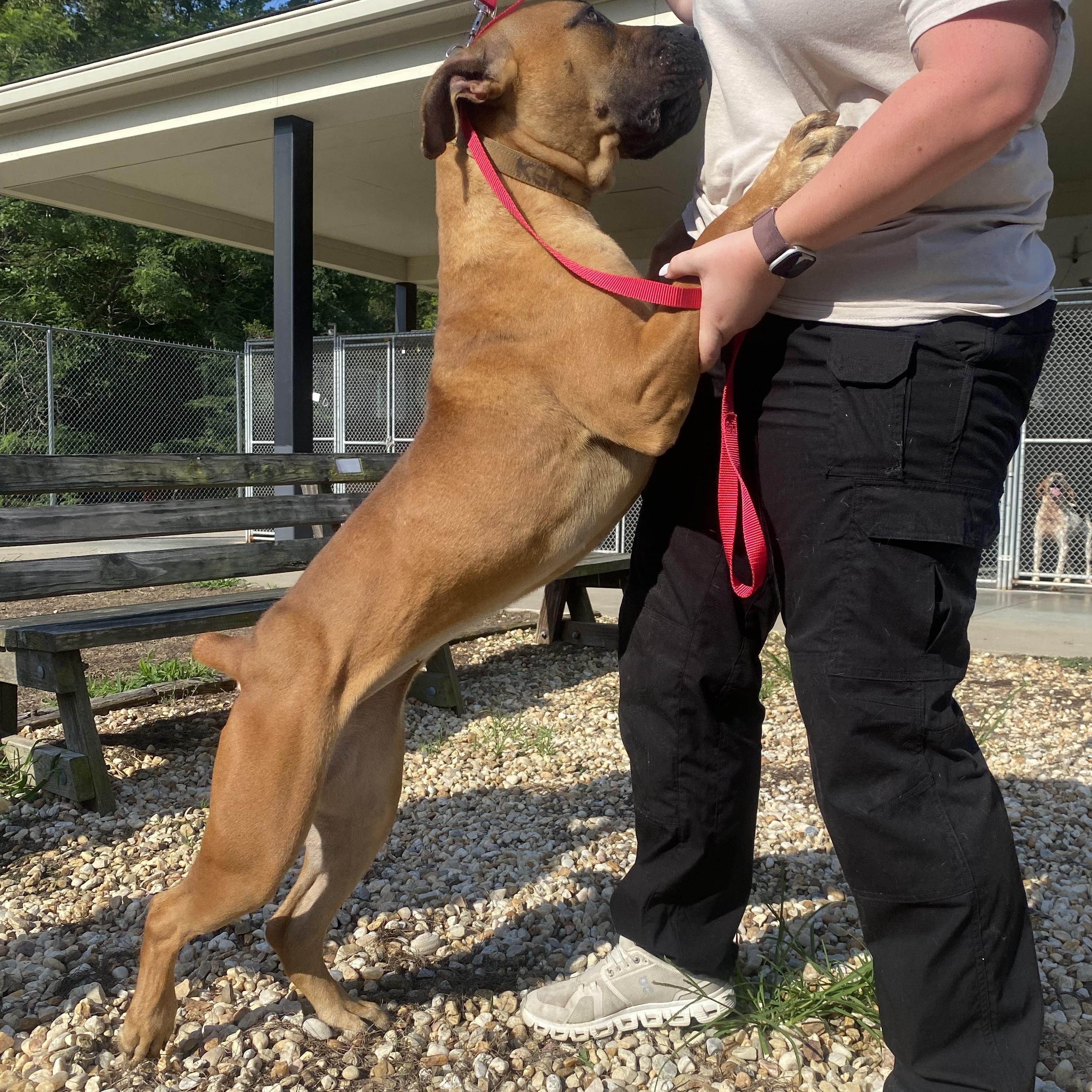 Rosey, a ADOPTABLE mixed breed in King George, VA image 4/6