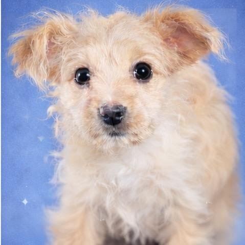 Bijou, Adoptable, Puppy Female Poodle & Chihuahua.