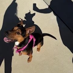 Enlarge Vanessa, a ADOPTABLE Mixed Breed in Columbus, MS image 1/3