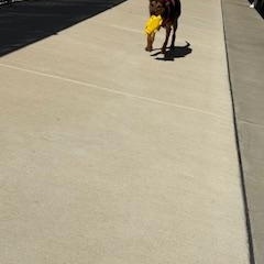 Enlarge Vanessa, a ADOPTABLE Mixed Breed in Columbus, MS image 3/3