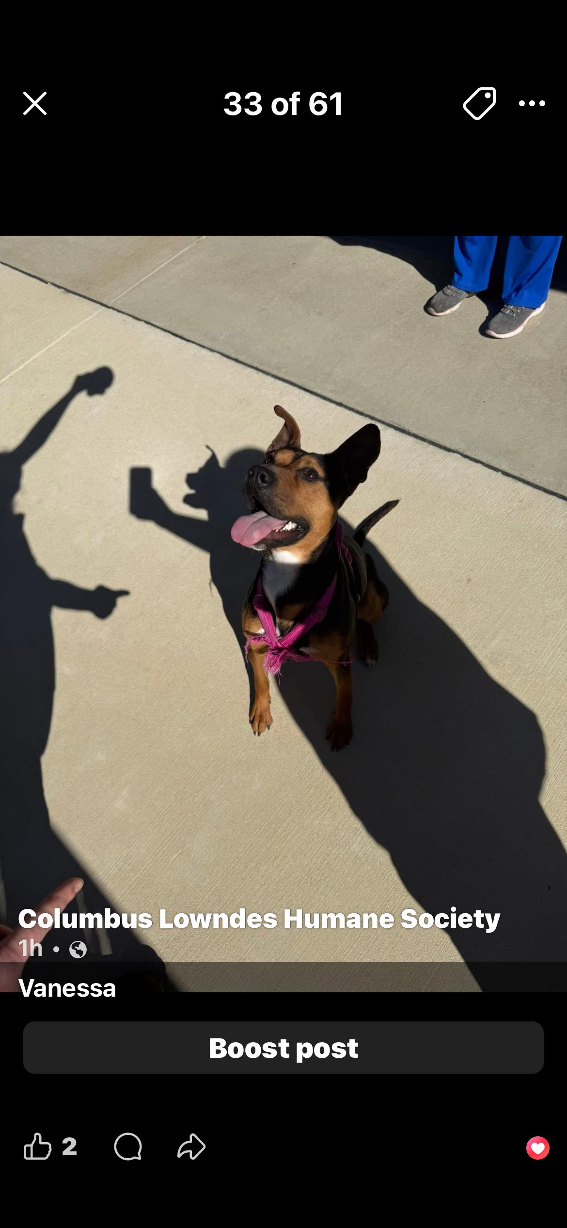 Enlarge Vanessa, a ADOPTABLE mixed breed in Columbus, MS image 1/1