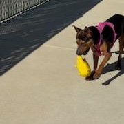 Enlarge Vanessa, a ADOPTABLE Mixed Breed in Columbus, MS image 2/3