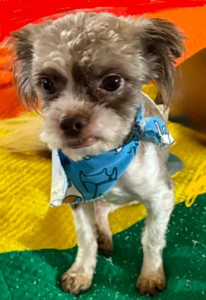 Enlarge Lincoln, a ADOPTABLE mixed breed in North Richland Hills, TX image 3/3