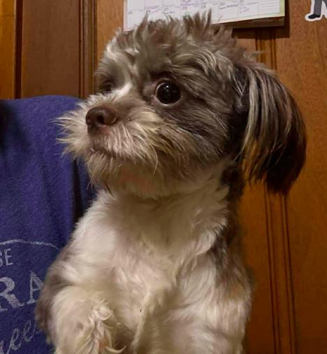 Enlarge Lincoln, a ADOPTABLE mixed breed in North Richland Hills, TX image 2/3