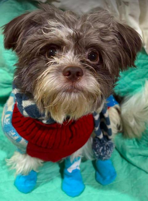 Enlarge Lincoln, a ADOPTABLE mixed breed in North Richland Hills, TX image 1/3