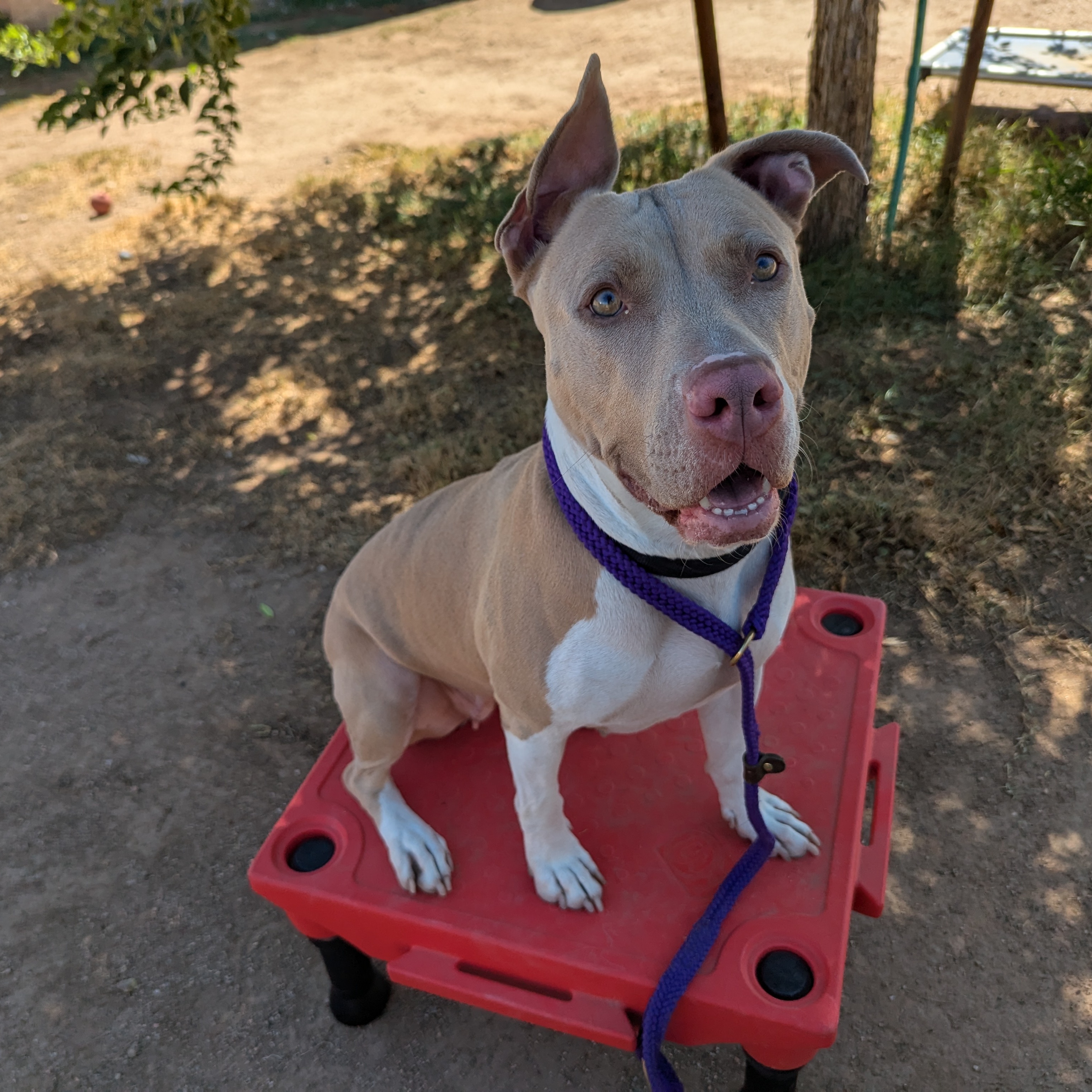 Enlarge Dolly, a Adoptable mixed breed in Phoenix, AZ image 1/2