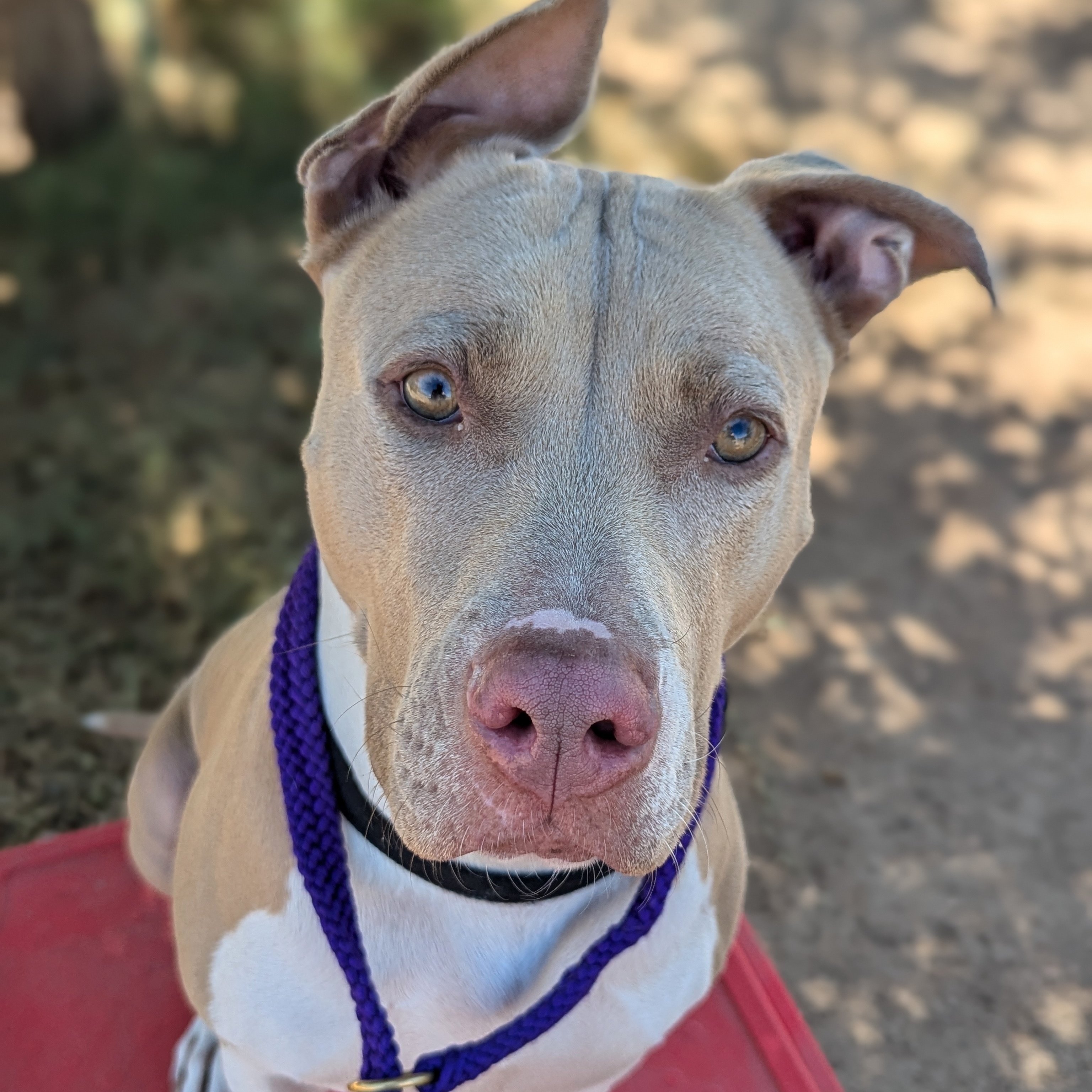 Enlarge Dolly, a Adoptable mixed breed in Phoenix, AZ image 2/2