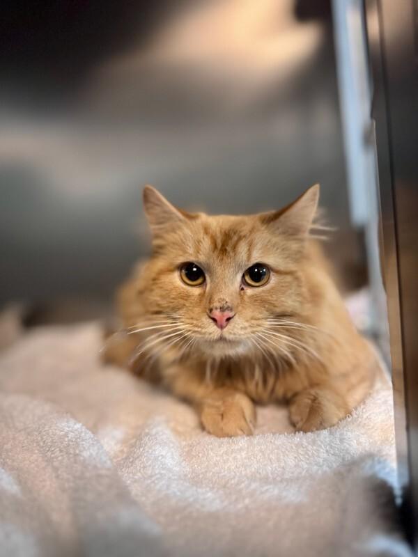 Enlarge Milo, a Adoptable Domestic Short Hair in Wooster, OH image 1/3