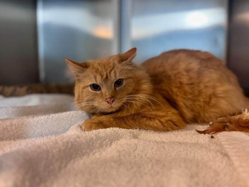 Enlarge Milo, a Adoptable Domestic Short Hair in Wooster, OH image 2/3