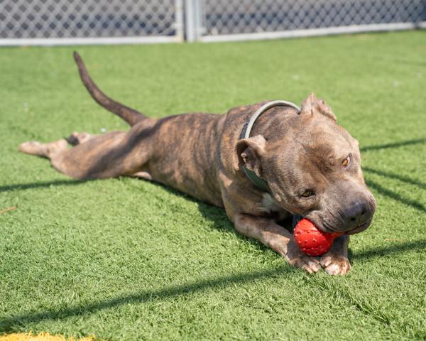 Enlarge Lincoln, a Adoptable mixed breed in Vallejo, CA image 2/6