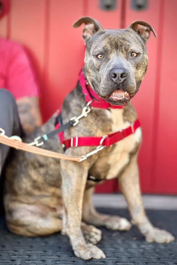 Lincoln, Adoptable, Adult Male Pit Bull Terrier.