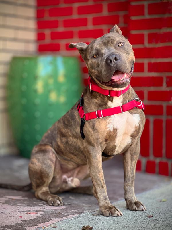 Enlarge Lincoln, a Adoptable mixed breed in Vallejo, CA image 3/6