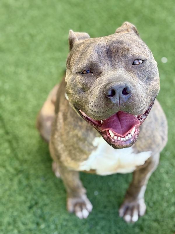 Enlarge Lincoln, a Adoptable mixed breed in Vallejo, CA image 6/6