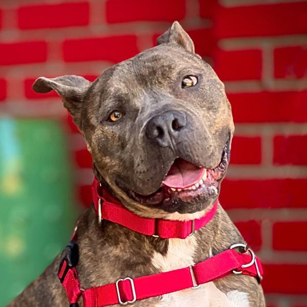 Enlarge Lincoln, a Adoptable mixed breed in Vallejo, CA image 6/6