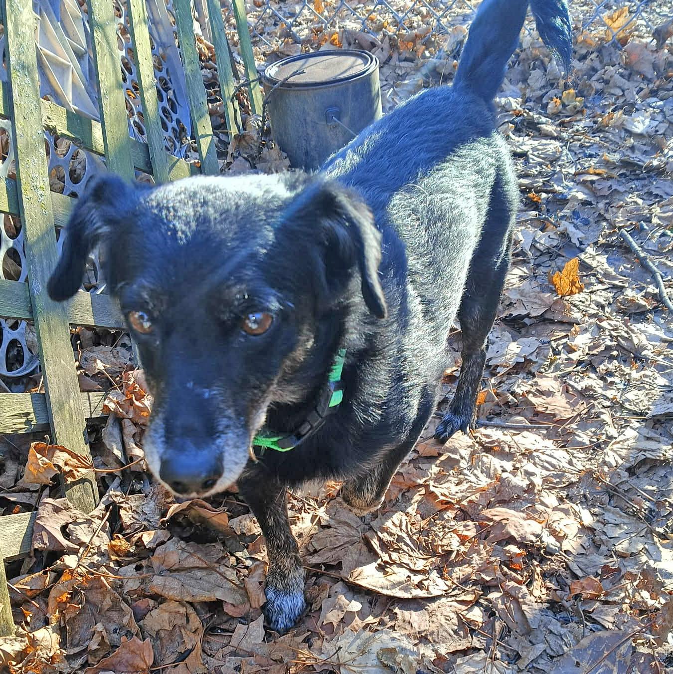 Enlarge Benny, a Adoptable Chiweenie in Pawtucket, RI image 2/3