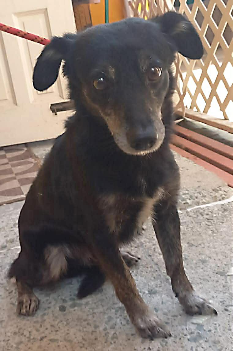 Enlarge Benny, a Adoptable Chiweenie in Pawtucket, RI image 3/3