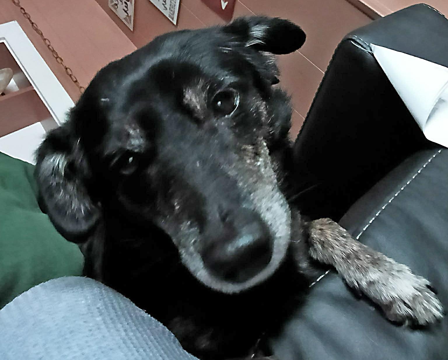 Enlarge Benny, a Adoptable Chiweenie in Pawtucket, RI image 1/3