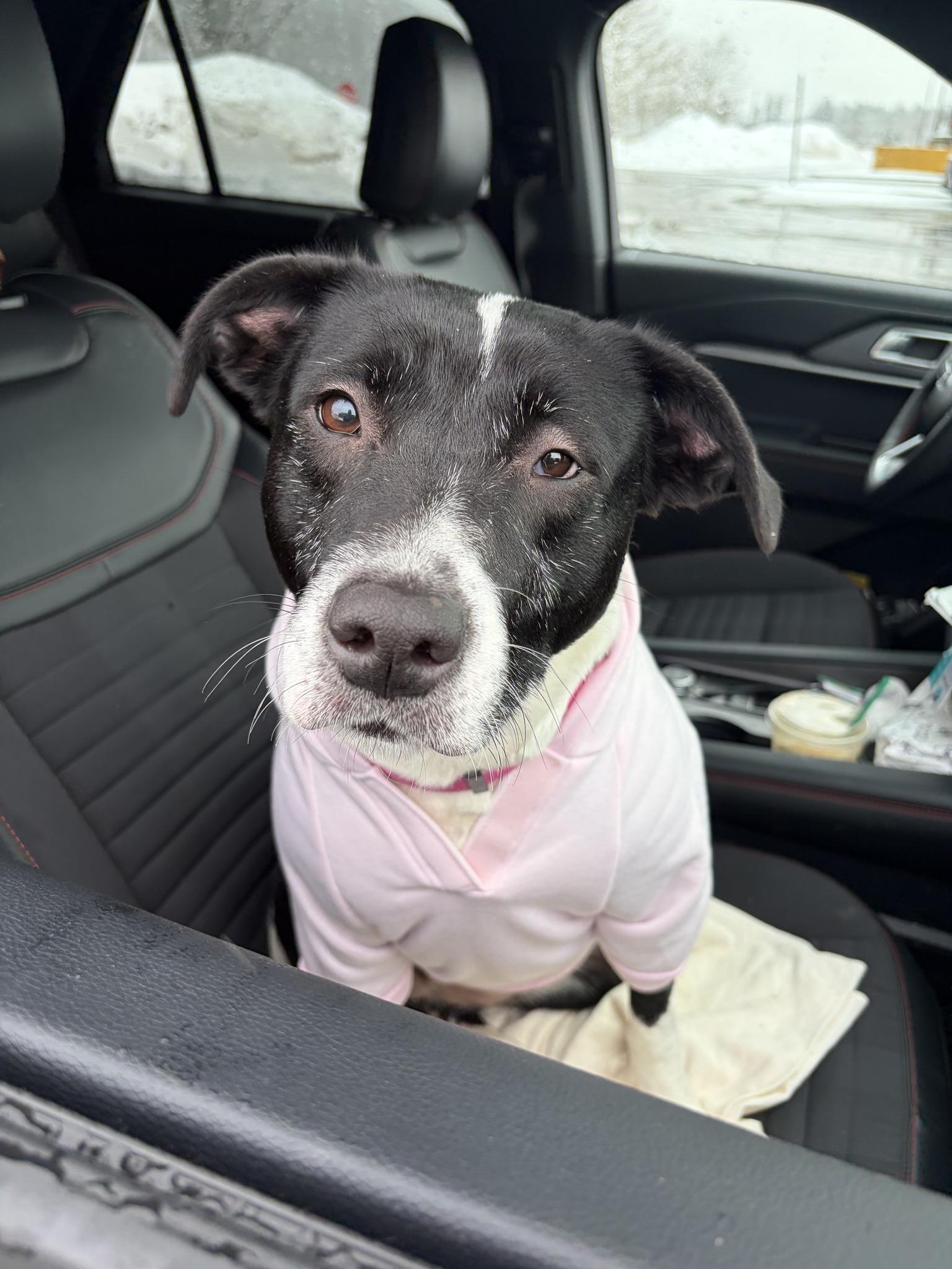 Enlarge Meadow, a ADOPTABLE mixed breed in Elmira, NY image 3/3