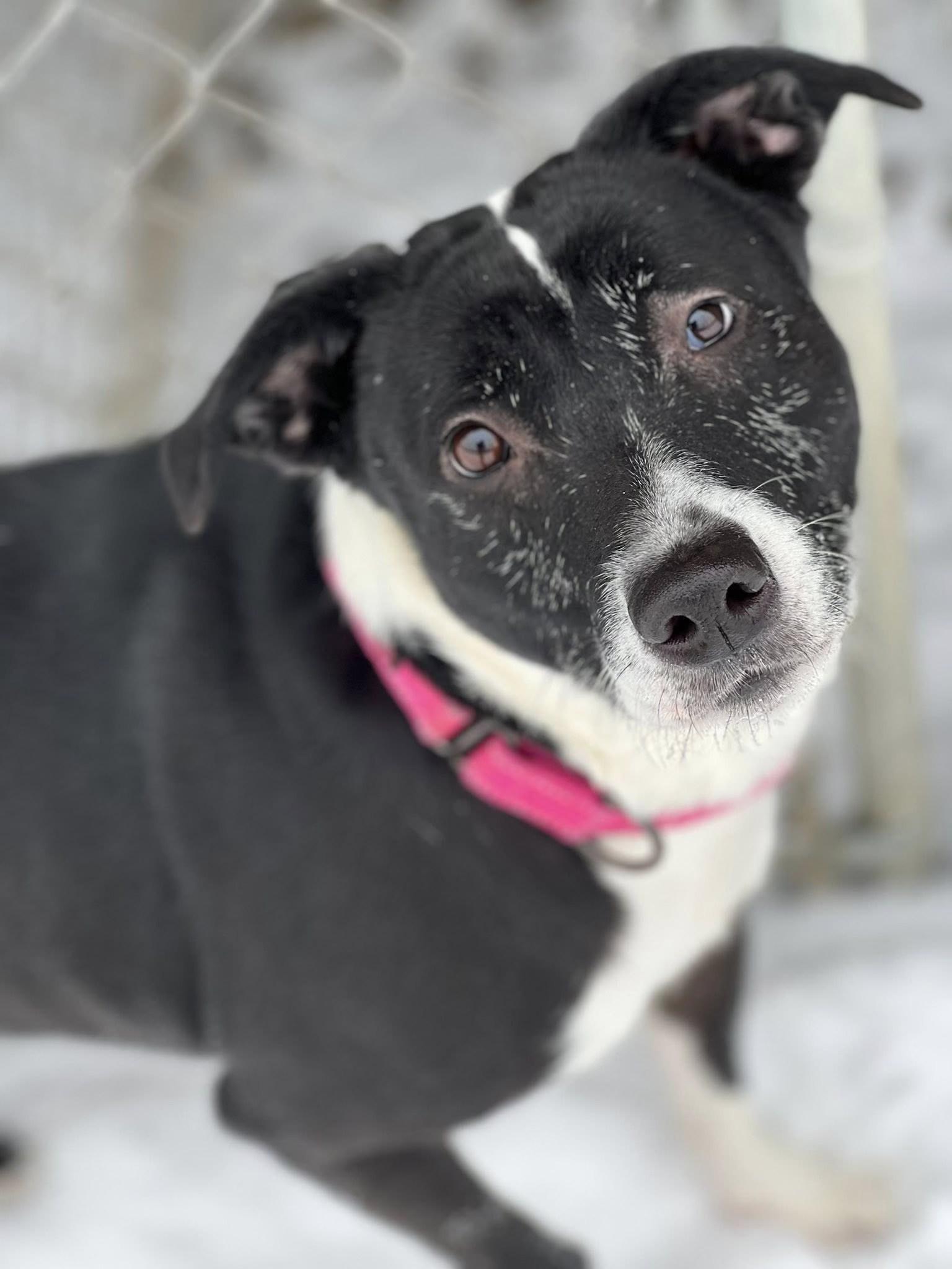 Meadow, ADOPTABLE, Adult Female Mixed Breed.