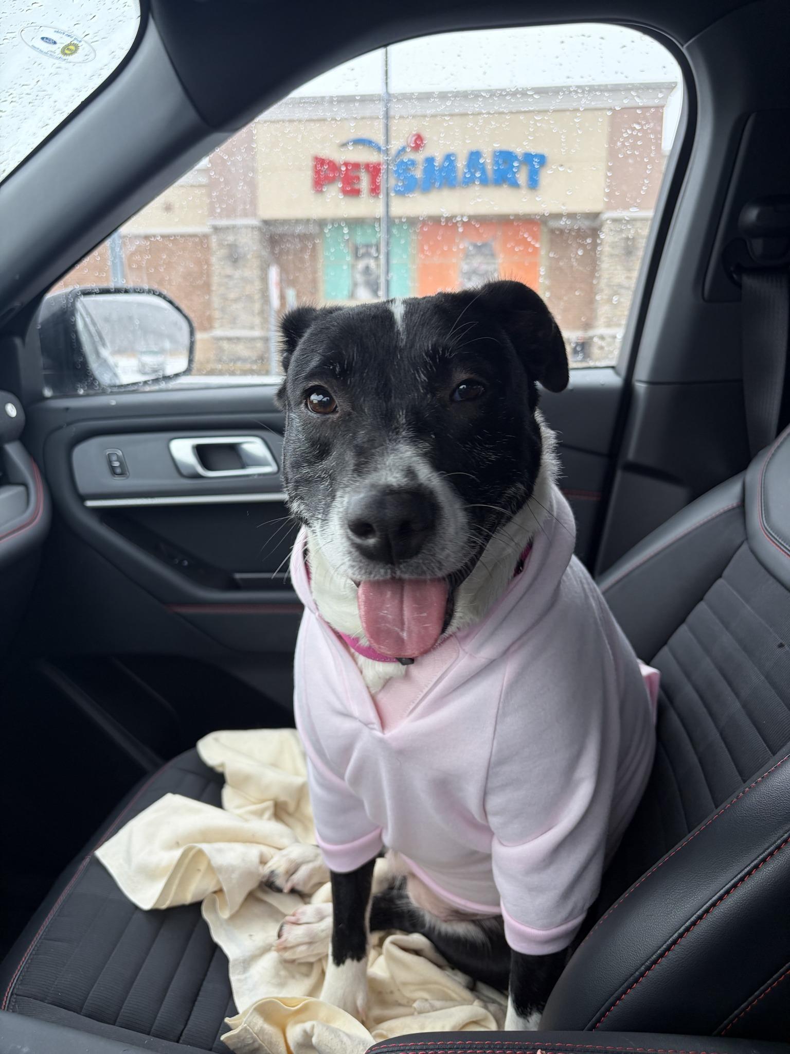 Enlarge Meadow, a ADOPTABLE mixed breed in Elmira, NY image 2/3