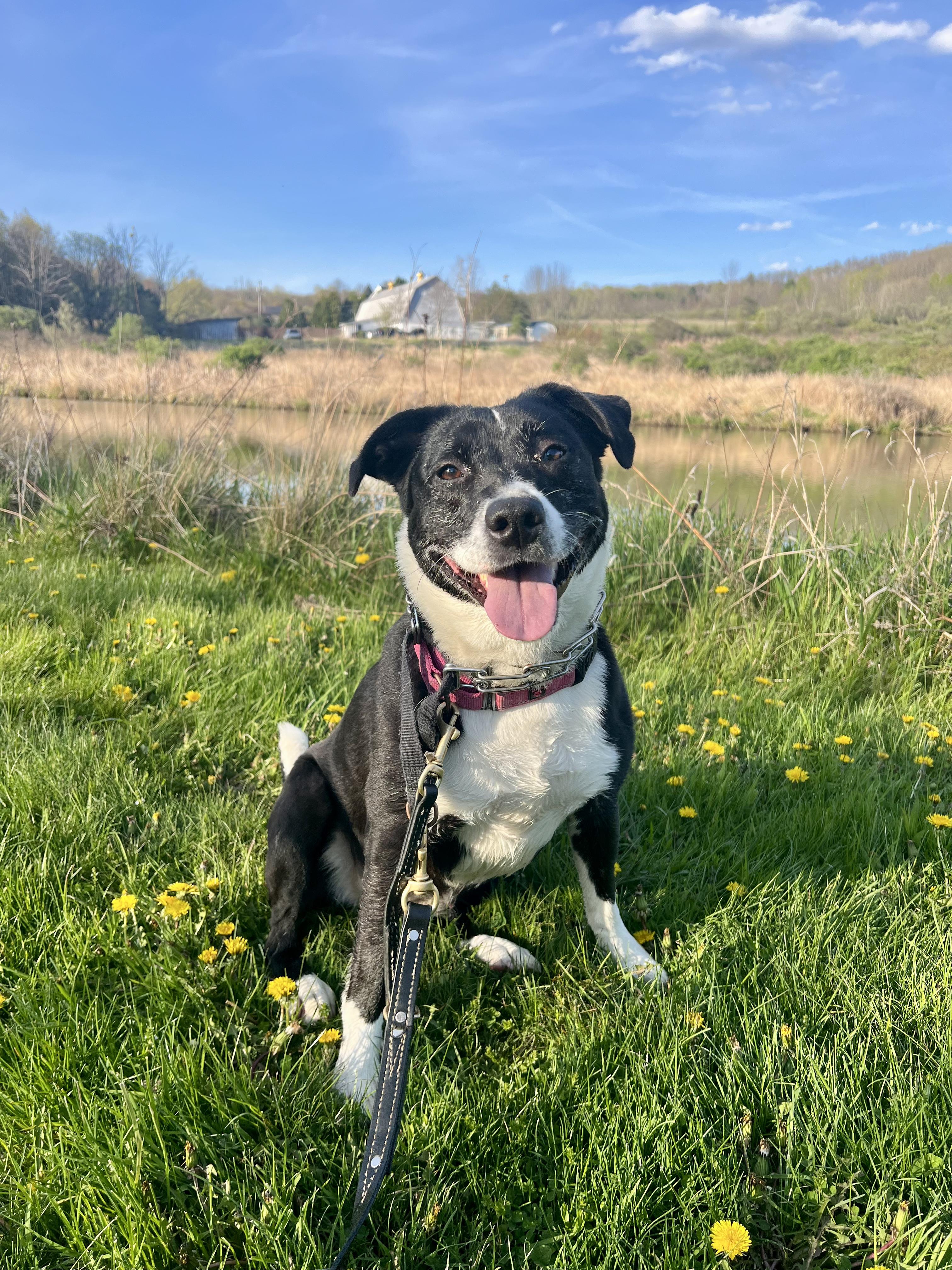 Meadow, a ADOPTABLE mixed breed in Elmira, NY image 1/4