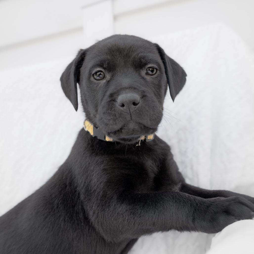 Enlarge Almond, a Adoptable Mixed Breed in Calgary, AB image 1/6