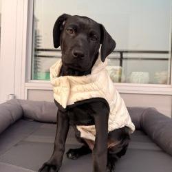 Enlarge Almond, a Adoptable Mixed Breed in Calgary, AB image 2/6