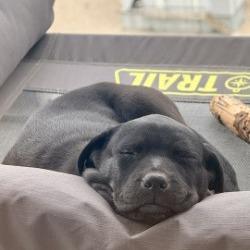 Enlarge Almond, a Adoptable Mixed Breed in Calgary, AB image 3/6