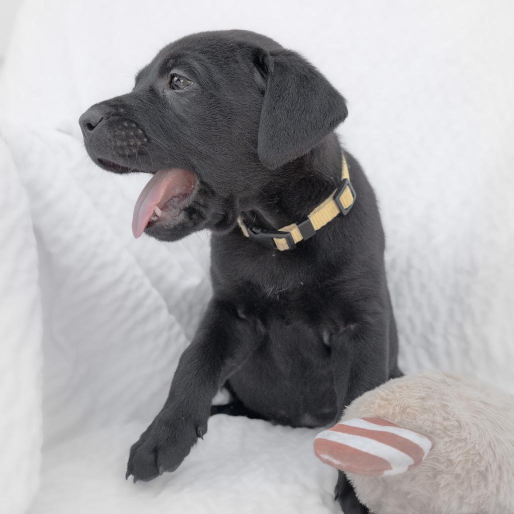 Enlarge Almond, a Adoptable Mixed Breed in Calgary, AB image 4/6