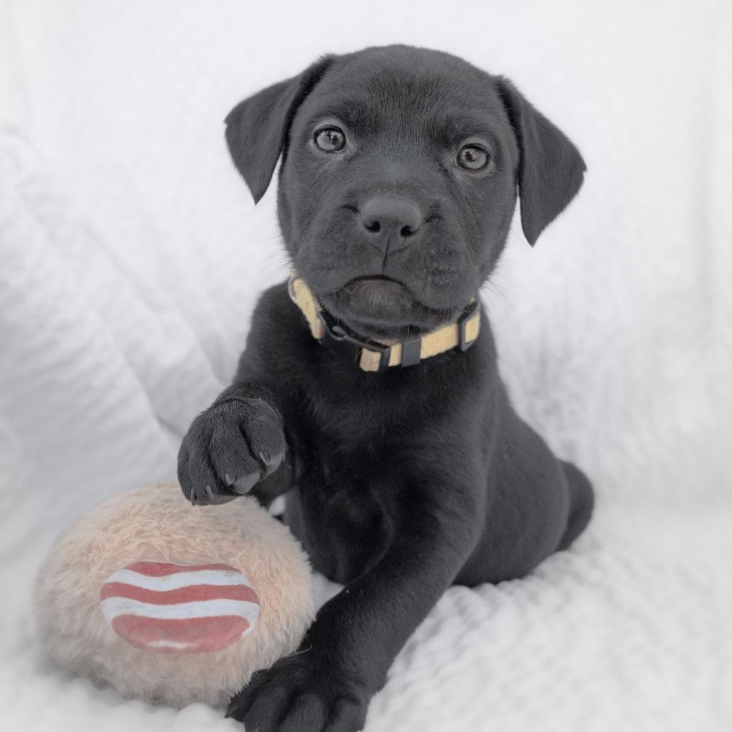 Enlarge Almond, a Adoptable Mixed Breed in Calgary, AB image 5/6