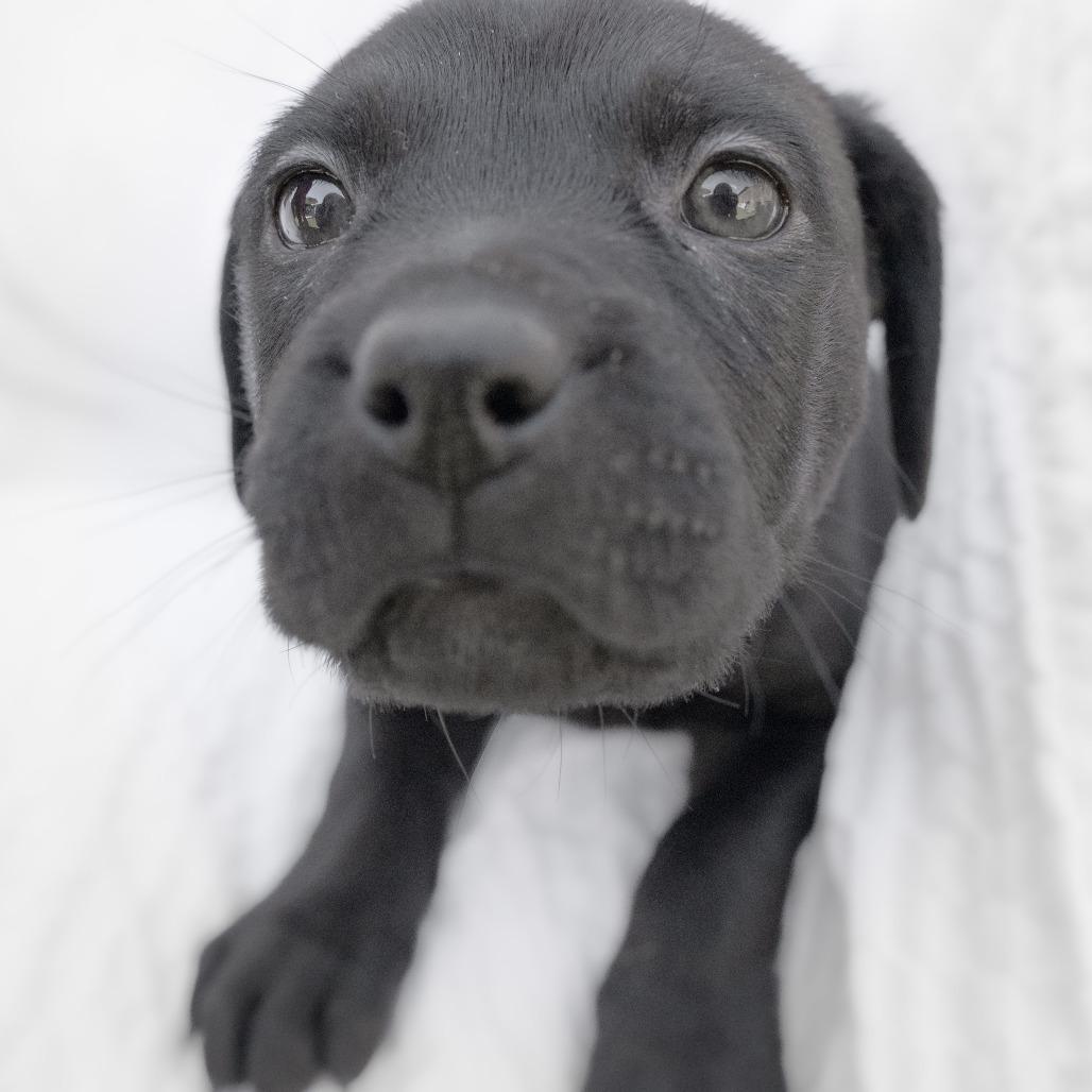 Enlarge Almond, a Adoptable Mixed Breed in Calgary, AB image 6/6