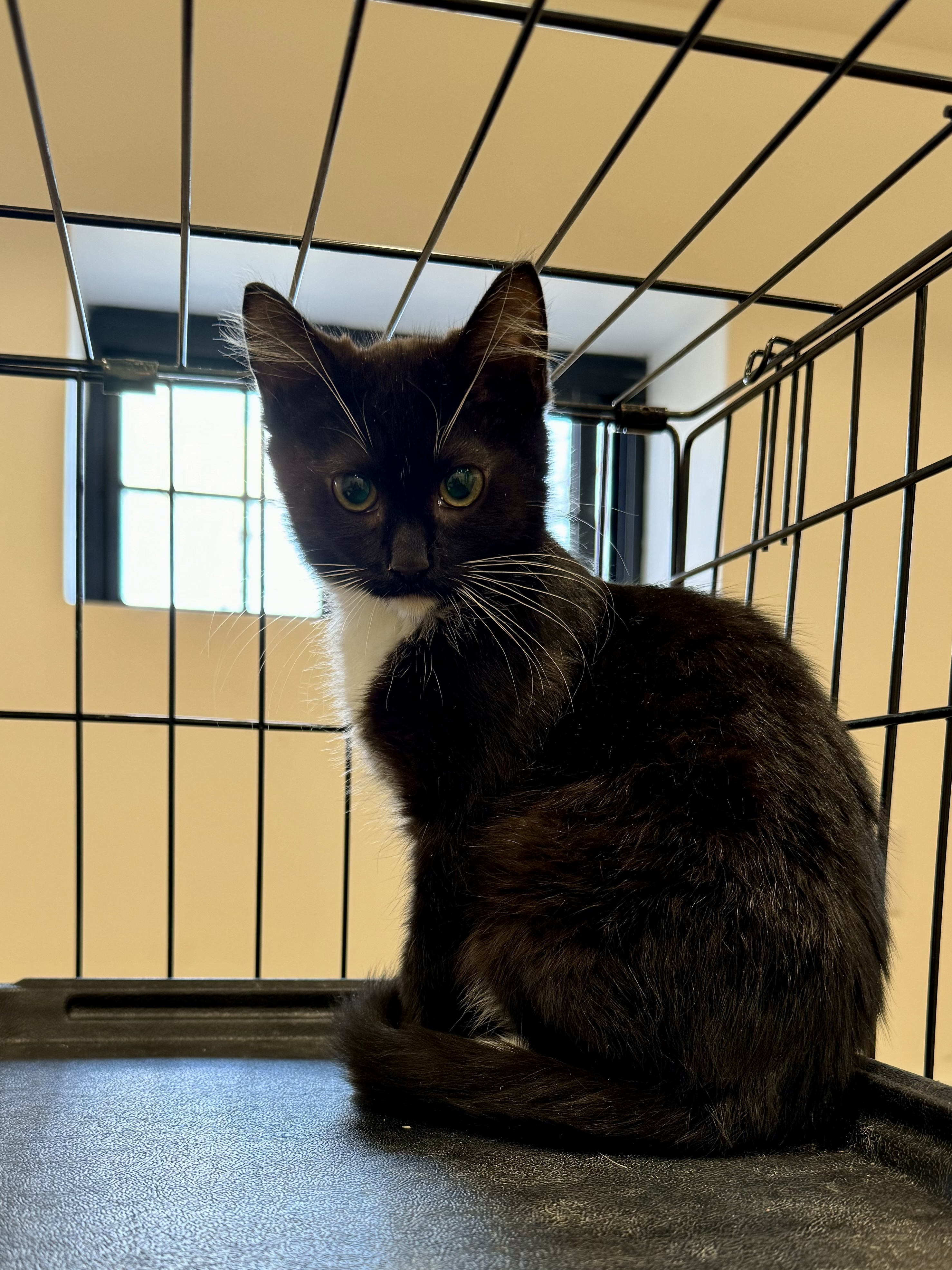 Leland, a Adopted mixed breed in Brooklyn, NY image 1/3