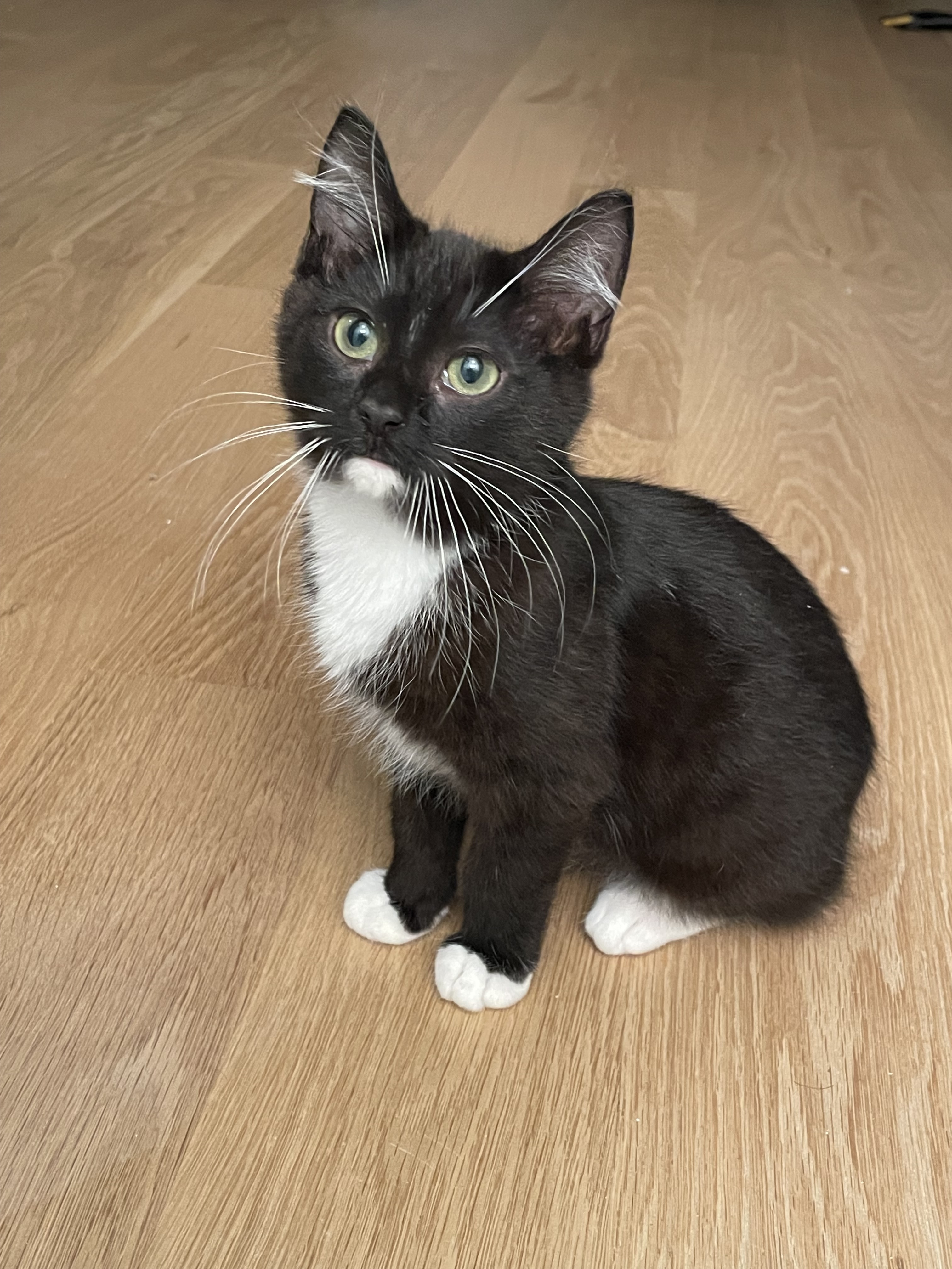 Leland, a Adopted mixed breed in Brooklyn, NY image 2/3