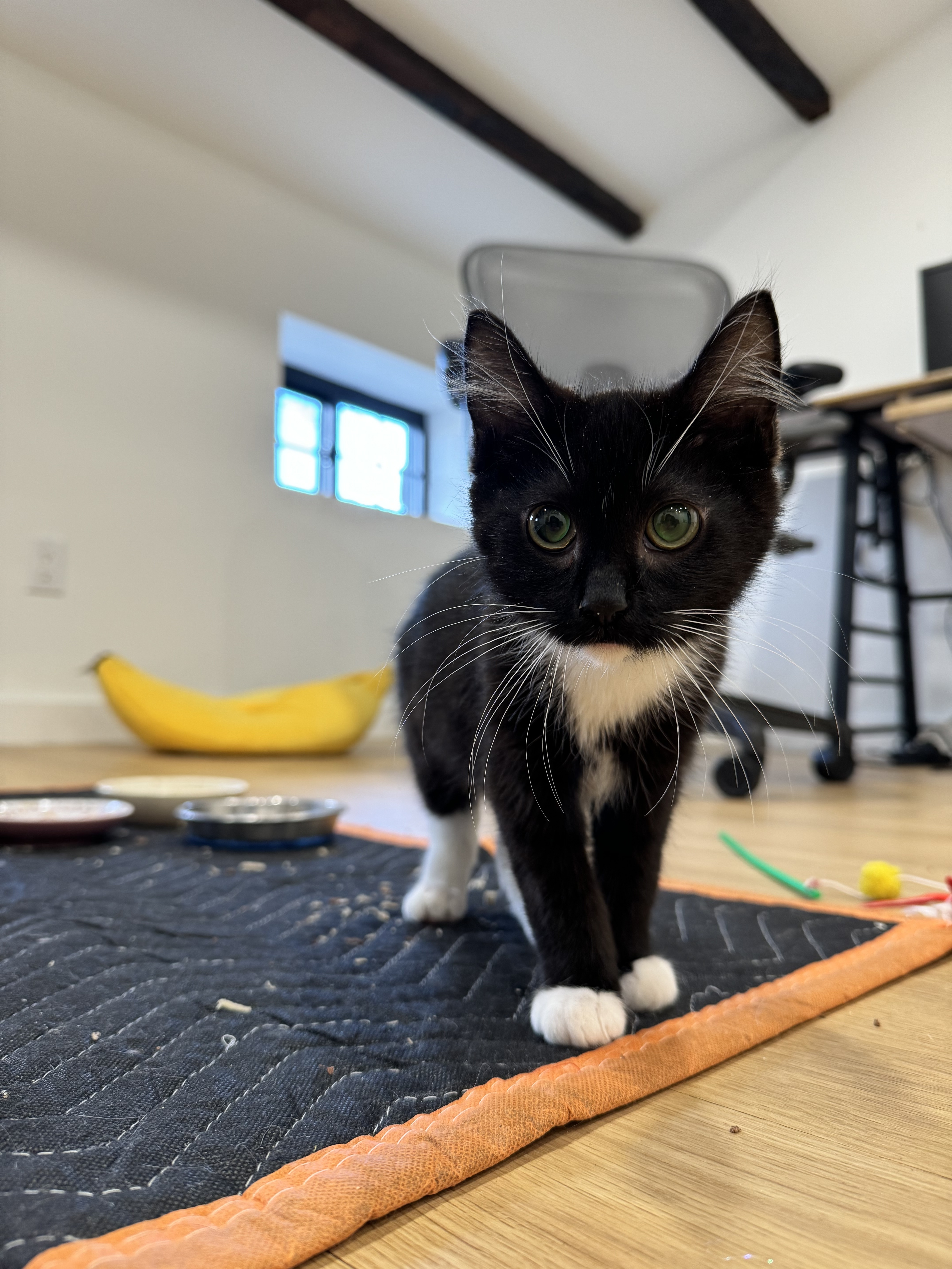 Leland, a Adopted mixed breed in Brooklyn, NY image 3/3