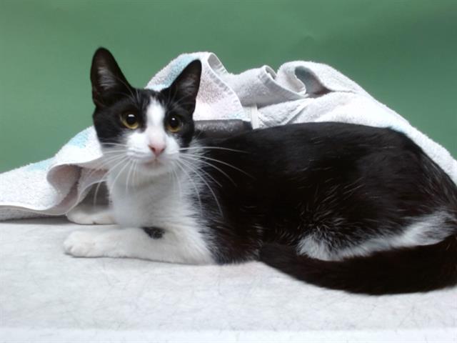 Enlarge JASMINE, a Adoptable Domestic Short Hair in Gardena, CA image 2/2