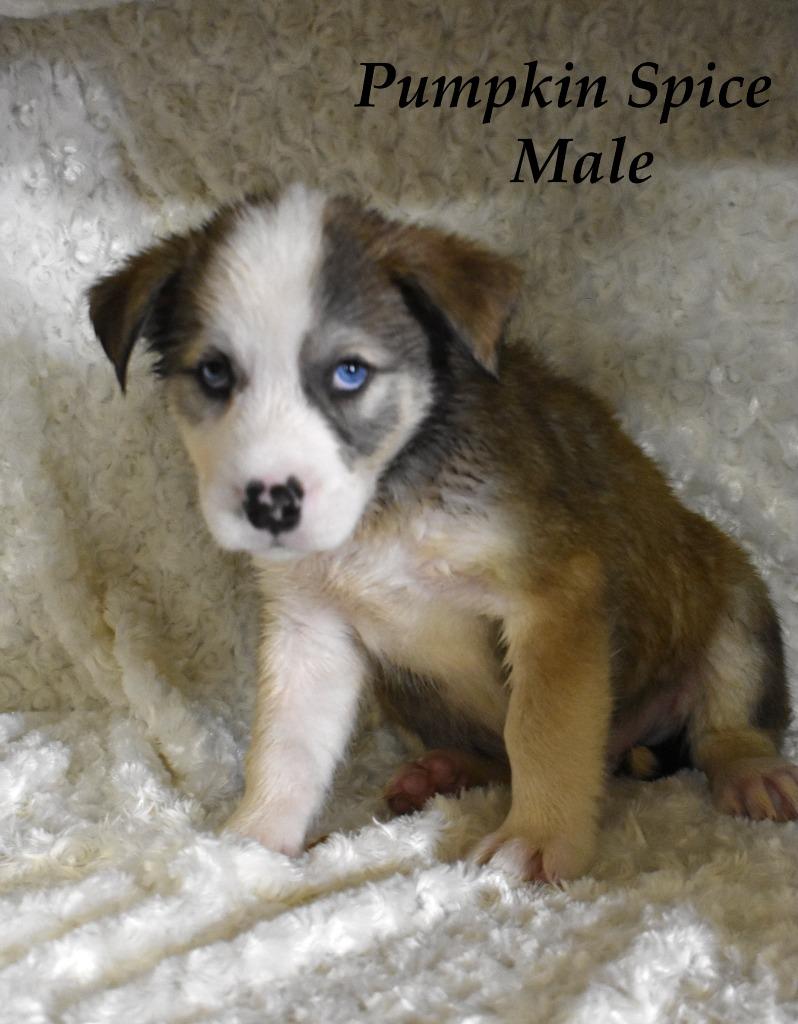 Pumpkin Spice, Adoptable, Puppy Male Husky & Terrier.