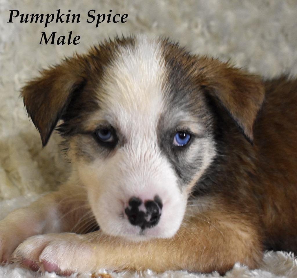 Enlarge Pumpkin Spice, a Adoptable mixed breed in Springfield, OH image 2/6