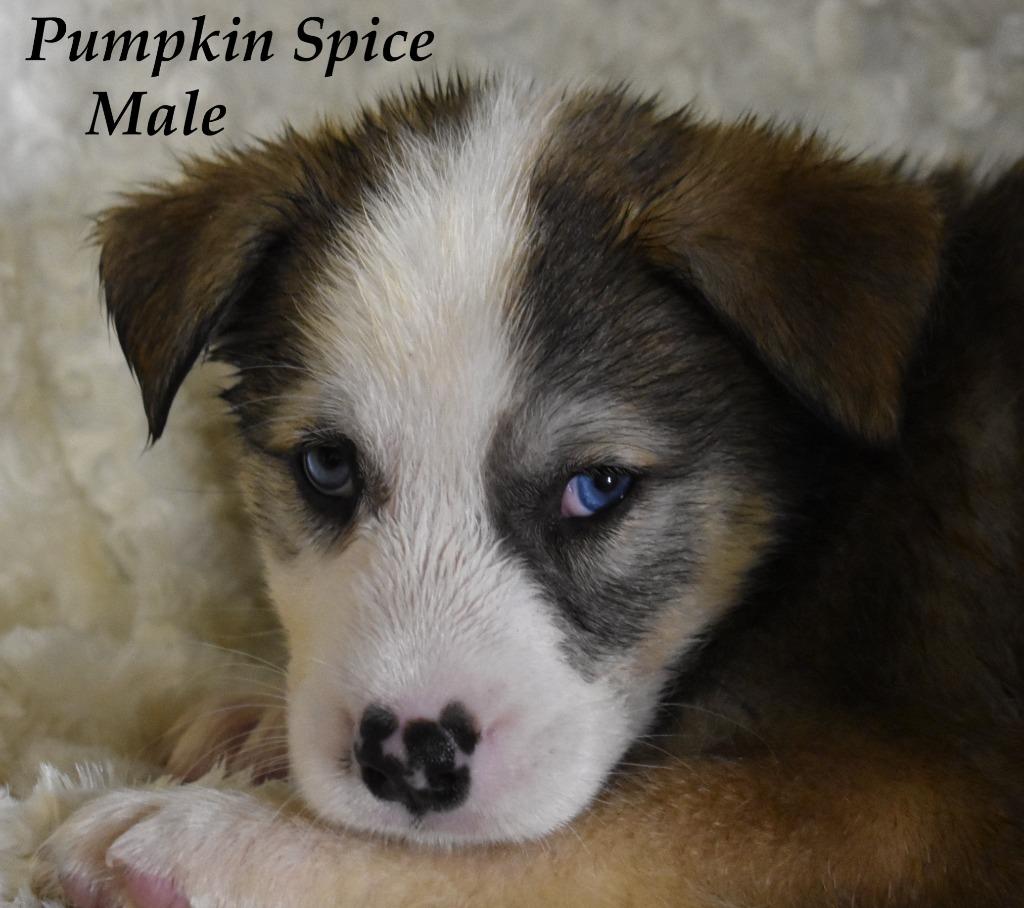 Enlarge Pumpkin Spice, a Adoptable mixed breed in Springfield, OH image 3/6