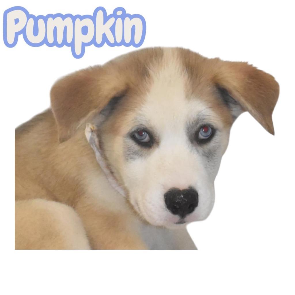 Enlarge Pumpkin Spice, a Adoptable mixed breed in Springfield, OH image 4/6