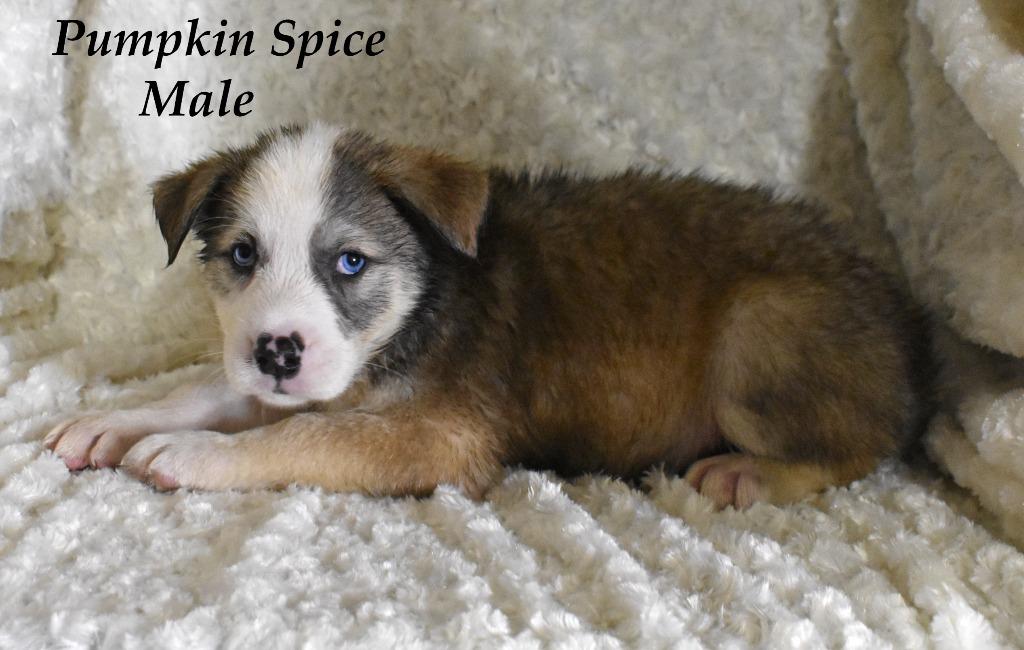 Enlarge Pumpkin Spice, a Adoptable mixed breed in Springfield, OH image 5/6