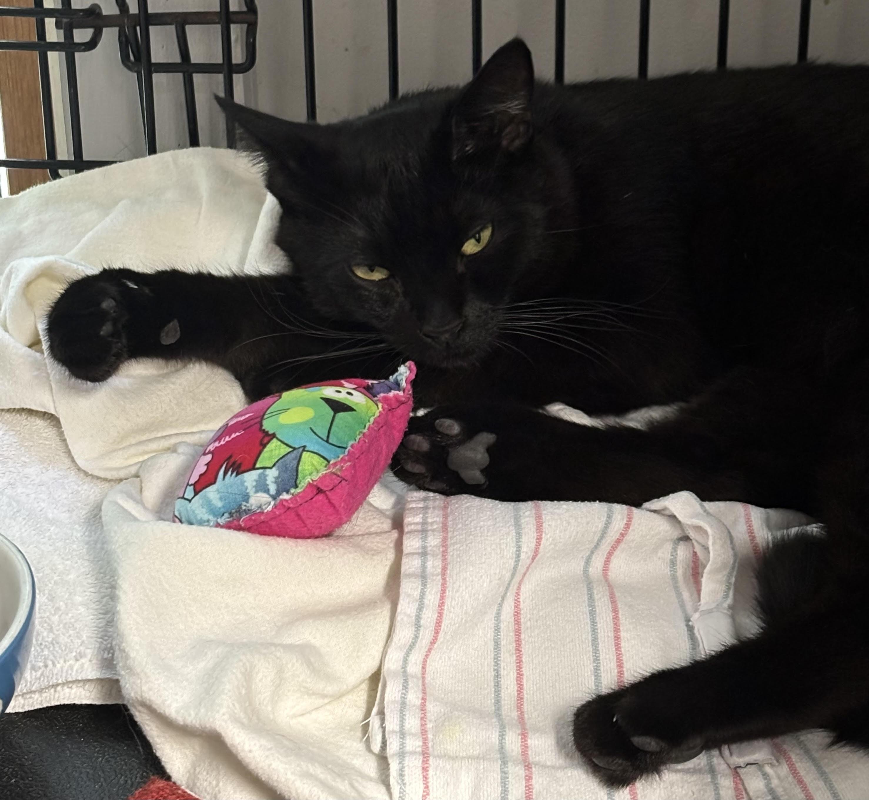 Owl Eyes, ADOPTABLE, Young Male Domestic Short Hair.