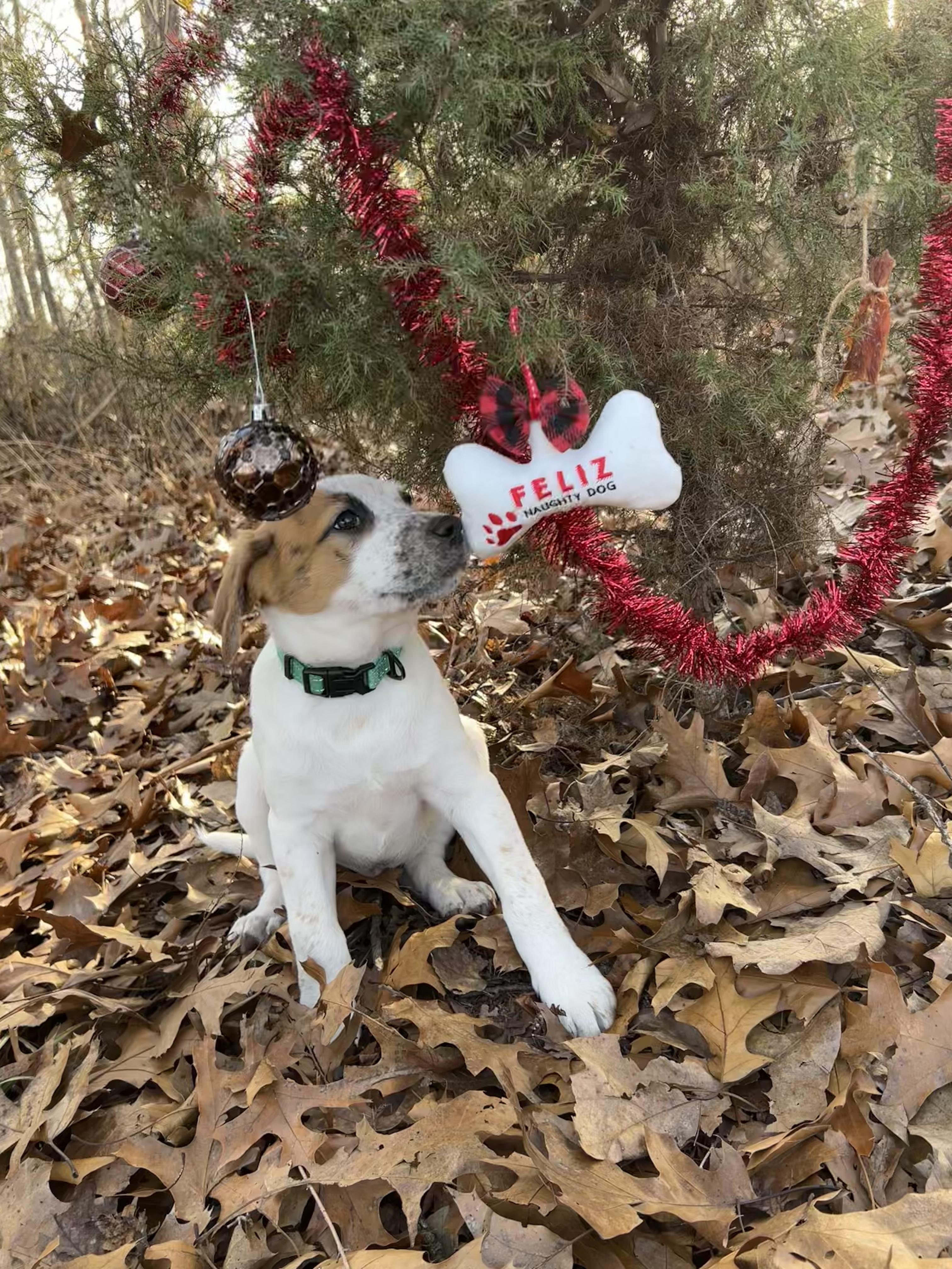 Thrasher — thumbnail 2